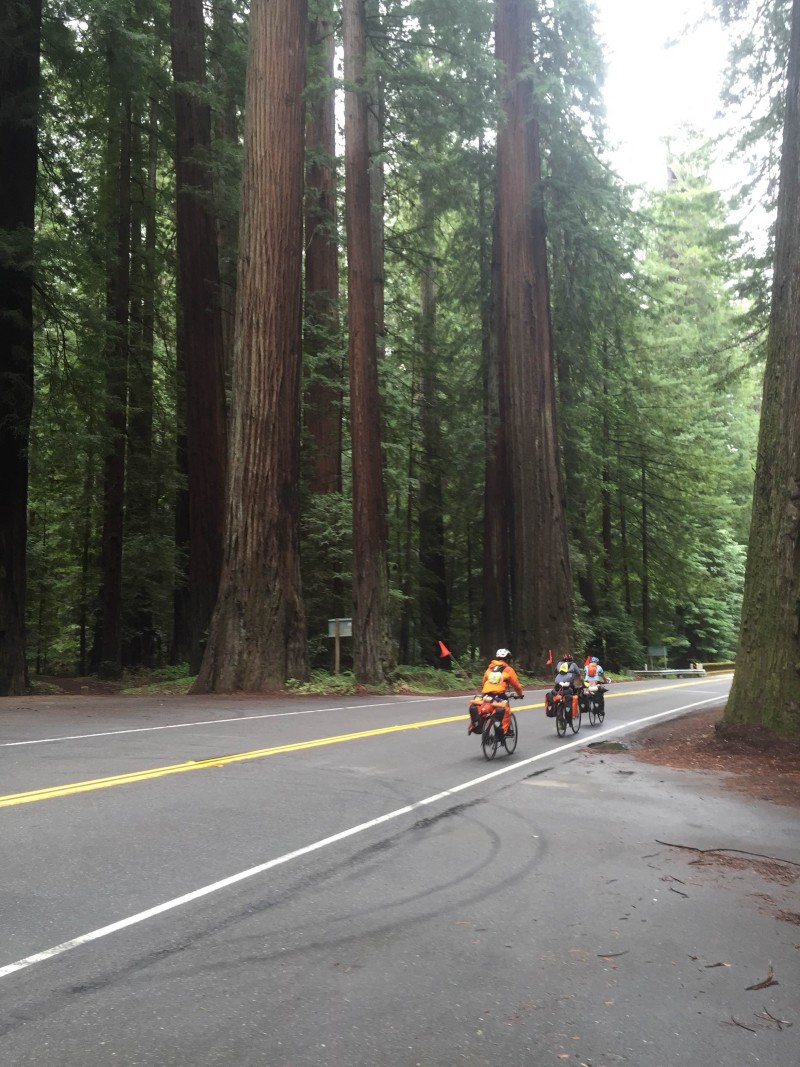 PC1B  -Avenue of the Giants